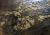 Merismodes fasciculata image