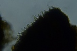 Merismodes fasciculata image