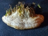 Trametes pubescens image