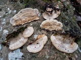 Trametes pubescens image