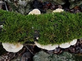 Trametes pubescens image