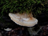 Trametes pubescens image