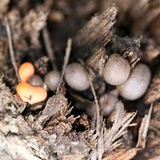 Lycogala epidendrum image