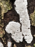 Biscogniauxia atropunctata image