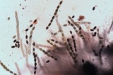 Biscogniauxia atropunctata image
