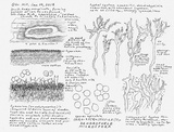 Scytinostroma portentosum image
