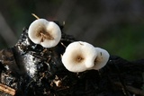 Lentinus tigrinus image