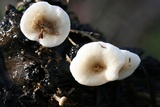 Lentinus tigrinus image