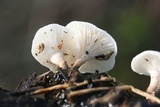 Lentinus tigrinus image