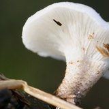 Lentinus tigrinus image