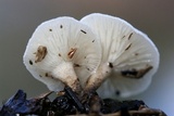 Lentinus tigrinus image