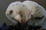 Lentinus tigrinus image