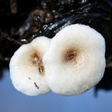 Lentinus tigrinus image