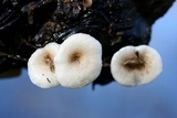 Lentinus tigrinus image