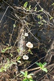 Lentinus tigrinus image