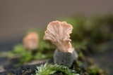 Xylaria cubensis image