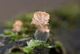 Xylaria cubensis image