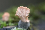 Xylaria cubensis image
