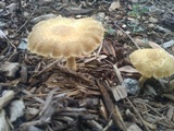 Agrocybe sororia image