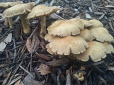 Agrocybe sororia image