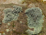 Cladonia peziziformis image