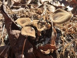 Panus lecomtei image