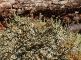 Cladonia peziziformis image