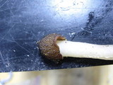 Verpa digitaliformis image