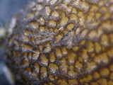 Verpa digitaliformis image