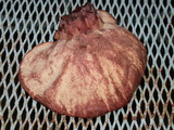 Fistulina hepatica image