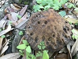 Leccinellum crocipodium image