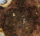 Rhizopogon subaustralis image