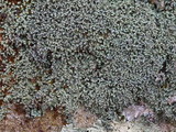 Cladonia apodocarpa image