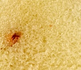 Rhizopogon subaustralis image