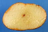 Rhizopogon subaustralis image