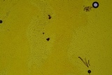 Rhizopogon subaustralis image