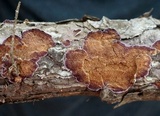 Trichaptum abietinum image