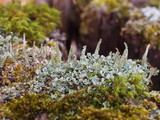 Cladonia coniocraea image