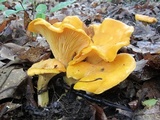 Cantharellus flavus image