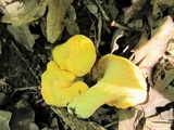 Cantharellus flavus image