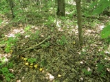 Cantharellus flavus image