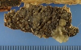 Myxarium nucleatum image