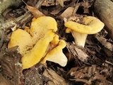Cantharellus flavus image