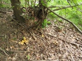 Cantharellus flavus image