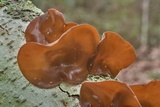 Auricularia angiospermarum image