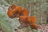 Auricularia angiospermarum image
