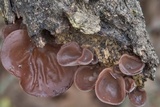 Auricularia angiospermarum image