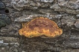 Phellinus gilvus image