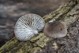 Hohenbuehelia cyphelliformis image