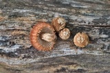 Heliocybe sulcata image